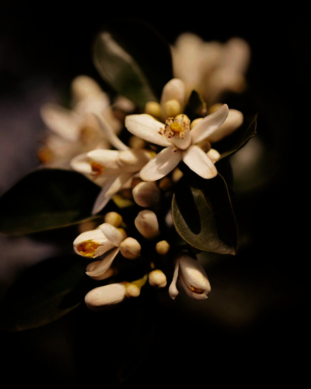 Floral